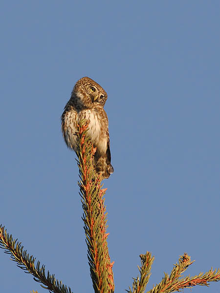 Varpuspöllö, Eurasian Pygmy Owl, Glaucidium passerinum 